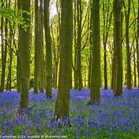 Buy canvas prints of Ancient Bluebell Woods by Janet Carmichael