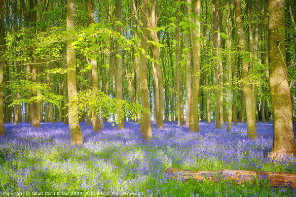 Dappled Sunlight in the Bluebell Woods Picture Board by Janet Carmichael