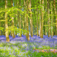 Buy canvas prints of Dappled Sunlight in the Bluebell Woods by Janet Carmichael