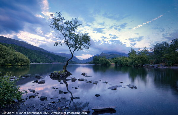 Blue Hour at the Lone Tree of Llanberis Picture Board by Janet Carmichael