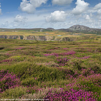Buy canvas prints of Summer Heather by Janet Carmichael