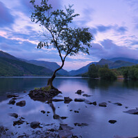 Buy canvas prints of Portrait of the Lone Tree of Llanberis by Janet Carmichael