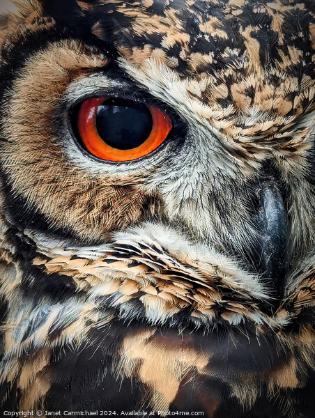 Portrait of an Owl Picture Board by Janet Carmichael