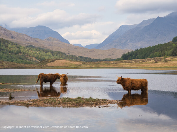 Beinn Eighe Highland Cattle Picture Board by Janet Carmichael
