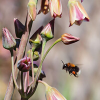 Buy canvas prints of Another Busy Day - Bee in Flight by Janet Carmichael