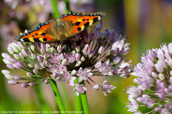 Vivid Colors of a Small Tortoiseshell Butterfly Picture Board by Janet Carmichael