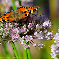 Buy canvas prints of Vivid Colors of a Small Tortoiseshell Butterfly by Janet Carmichael