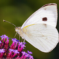 Buy canvas prints of White Butterfly by Janet Carmichael