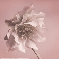 Buy canvas prints of Dreamy Exotic Hellebore by Janet Carmichael