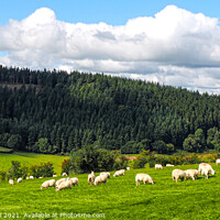 Buy canvas prints of Fluffy Clouds, Fluffy Sheep by Janet Carmichael