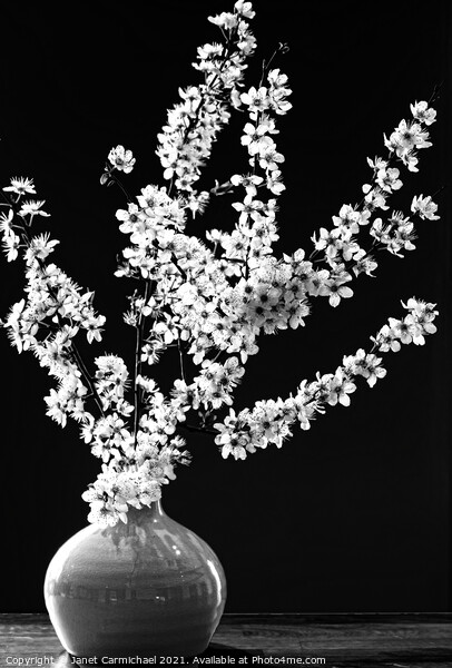 Dramatic Monochrome Spring Blossom Picture Board by Janet Carmichael