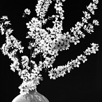 Buy canvas prints of Dramatic Monochrome Spring Blossom by Janet Carmichael