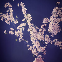 Buy canvas prints of Sakura Dreams by Janet Carmichael
