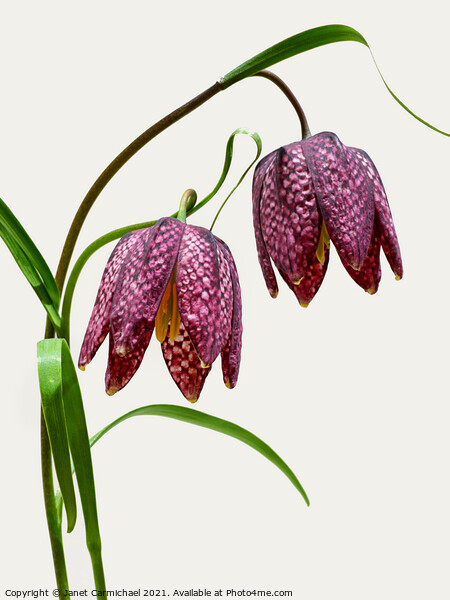 Vibrant Blooms of Snakes Head Fritillary Picture Board by Janet Carmichael