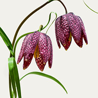 Buy canvas prints of Vibrant Blooms of Snakes Head Fritillary by Janet Carmichael