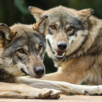 Buy canvas prints of Two wolfs laying by each other  by Julia Janusz