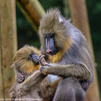 Buy canvas prints of A monkey with its mother  by Julia Janusz