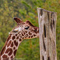 Buy canvas prints of A close up of a giraffe by Julia Janusz