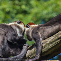 Buy canvas prints of A close up of two monkeys  by Julia Janusz