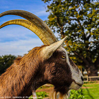Buy canvas prints of A close up of a goat by Julia Janusz