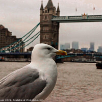 Buy canvas prints of Seagull  by Julia Janusz