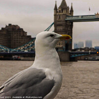 Buy canvas prints of Seagull in London  by Julia Janusz