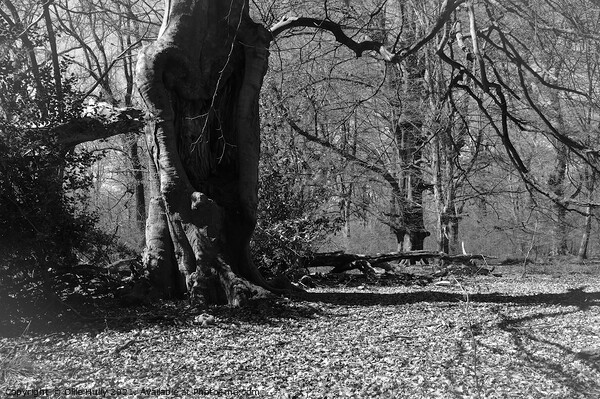 Savernake forest in black and white Picture Board by Ollie Hully
