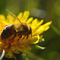 Buy canvas prints of Honey Bee by Ollie Hully