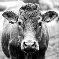 Buy canvas prints of Cow in black and white by Ollie Hully