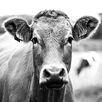 Buy canvas prints of Dairy cow by Ollie Hully
