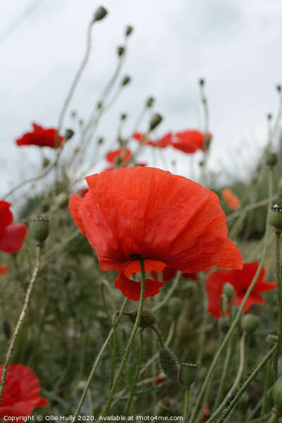wild poppy growing in a Wiltshire field Picture Board by Ollie Hully