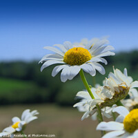 Buy canvas prints of Moon Daisy by Ollie Hully