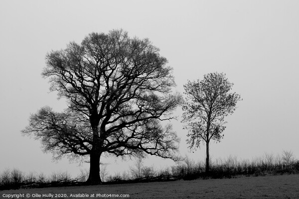 black and white tree's in a field  Picture Board by Ollie Hully