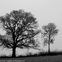 Buy canvas prints of black and white tree's in a field  by Ollie Hully