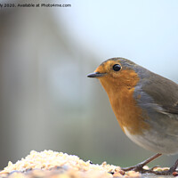 Buy canvas prints of wild robin by Ollie Hully