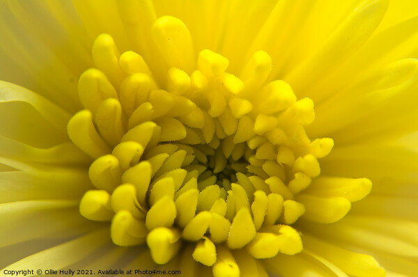 Yellow Chrysanthemum flower  Picture Board by Ollie Hully