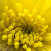 Buy canvas prints of Yellow Chrysanthemum flower  by Ollie Hully