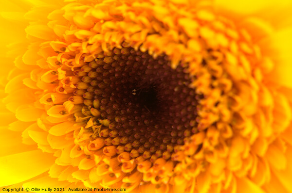 A close up of a yellow and orange flower Picture Board by Ollie Hully