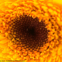 Buy canvas prints of A close up of a yellow and orange flower by Ollie Hully