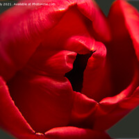 Buy canvas prints of red tulip by Ollie Hully