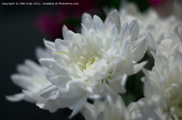 White chrysanthemum flower Picture Board by Ollie Hully