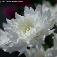 Buy canvas prints of White chrysanthemum flower by Ollie Hully