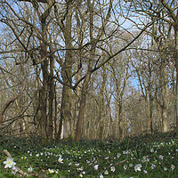 Buy canvas prints of woodland panorama  by Ollie Hully