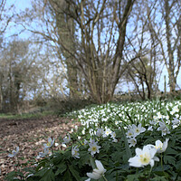 Buy canvas prints of wood anemone flowers by Ollie Hully