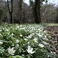 Buy canvas prints of wood anemone in the forest by Ollie Hully