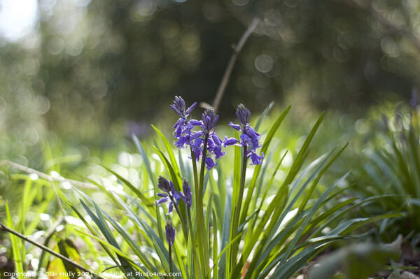 Bluebells Picture Board by Ollie Hully