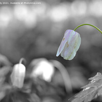 Buy canvas prints of spring wood anemone white flower by Ollie Hully
