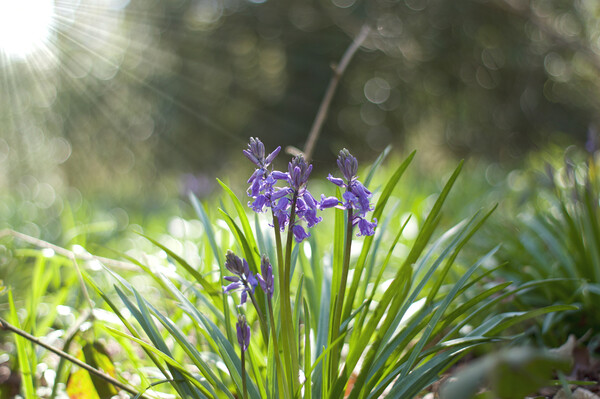 spring bluebells with sunburst Picture Board by Ollie Hully