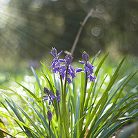 Buy canvas prints of spring bluebells with sunburst by Ollie Hully