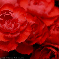 Buy canvas prints of Red carnations digital art by Ollie Hully